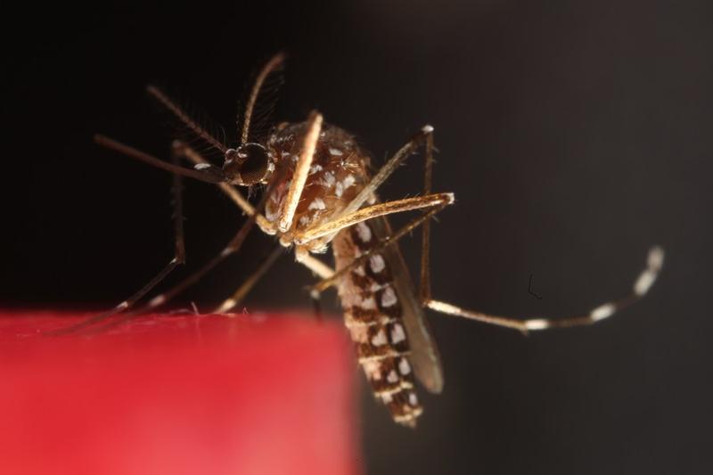 Penyebaran Aedes albopictus