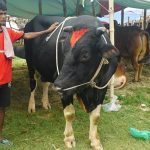 Pedagang ternak di Bangladesh