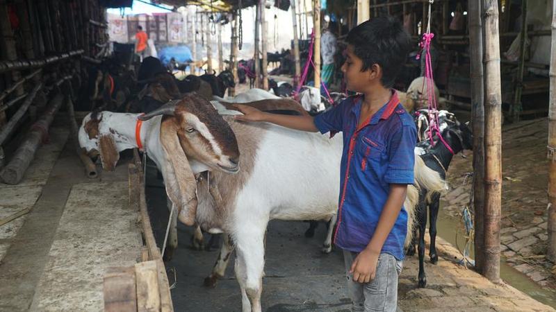 Pedagang ternak di Bangladesh 