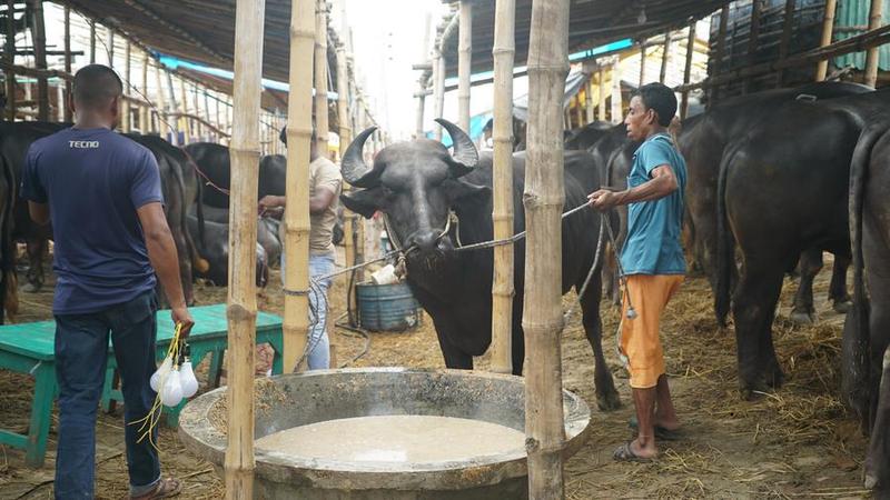 Pedagang ternak di Bangladesh 