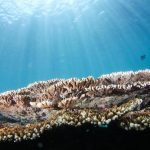 Restorasi ekologi bawah laut