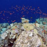 Pemutihan karang besar-besaran