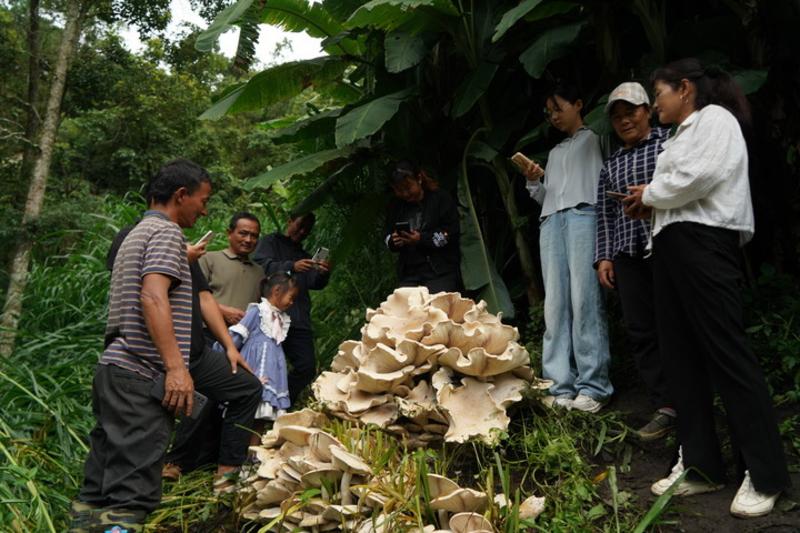 Jamur puffball raksasa