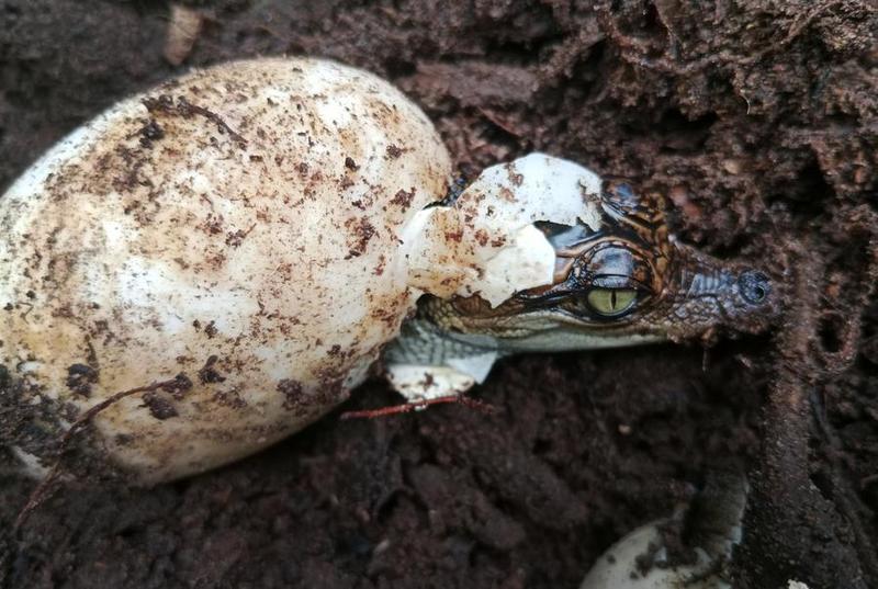 Buaya Siam dicantumkan sebagai