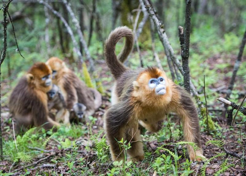 Populasi monyet emas langka