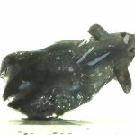 Vampyroteuthis infernalis pertama kali