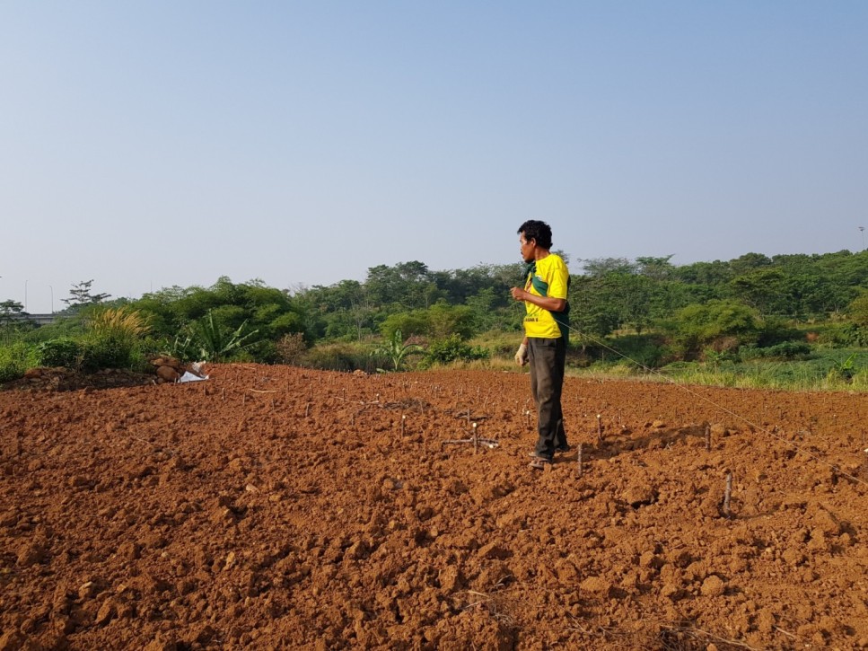 Jamur Dark Septate Endophytes