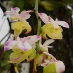 Aerides obyrneana memiliki ciri