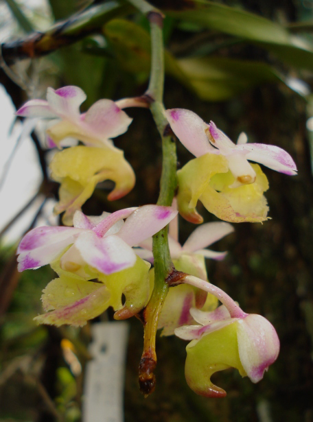 Aerides obyrneana memiliki ciri