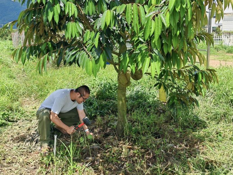 Selama siklus pertumbuhan durian