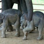 Kelahiran gajah kembar