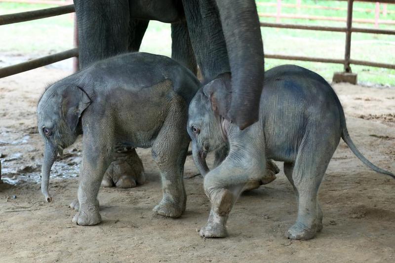 Kelahiran gajah kembar