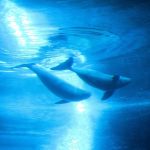 Populasi porpoise tanpa sirip