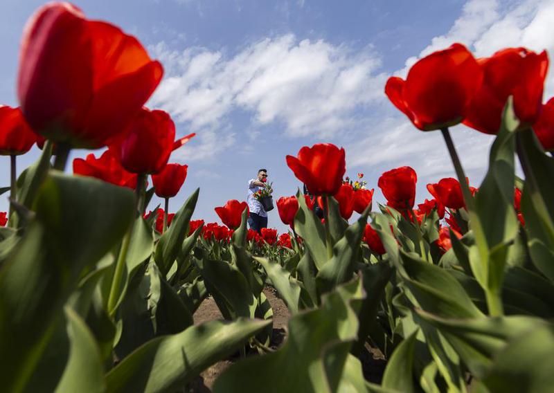 Potensi pasar tulip