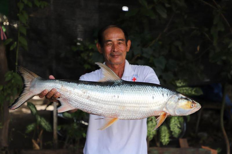 Ikan mas salmon raksasa