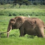 Translokasi gajah merupakan bagian