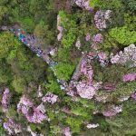 Gunung Fanjing memiliki ekosistem