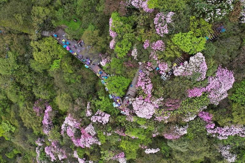 Gunung Fanjing memiliki ekosistem