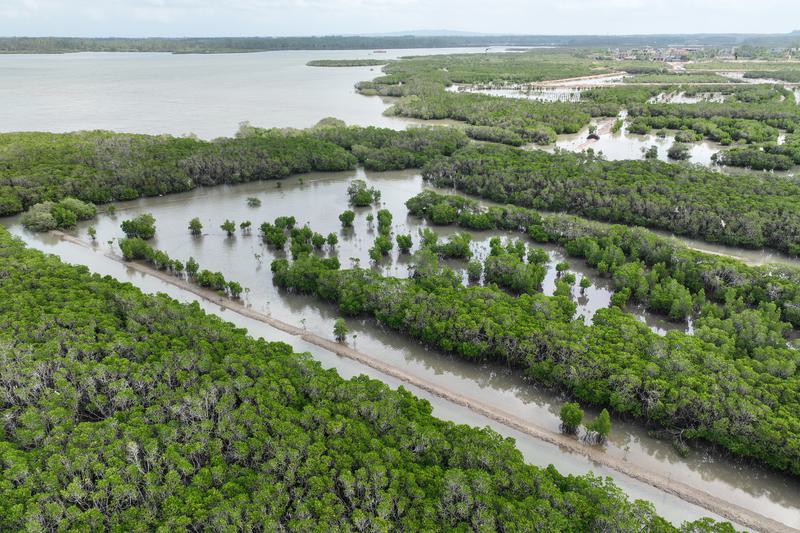 Mangrove berperan penting dalam