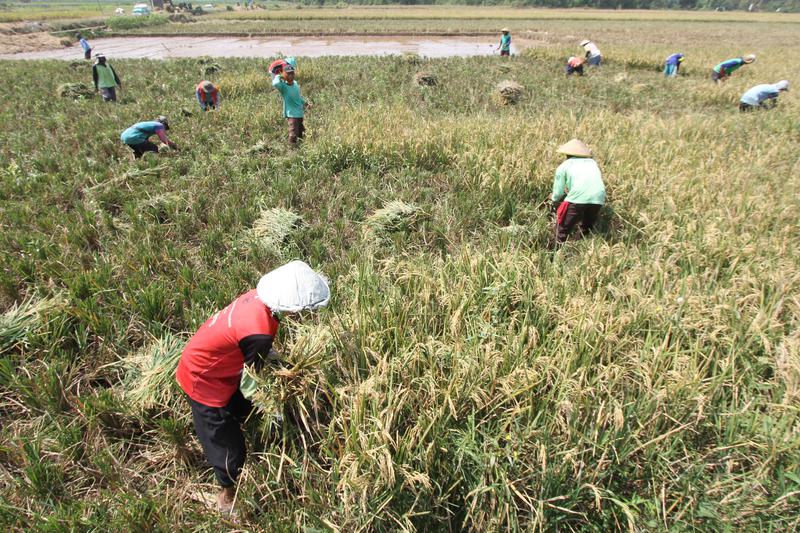 Regenerasi petani di Indonesia 