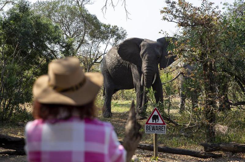 Populasi spesies gajah sabana