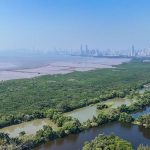 Mangrove berperan penting dalam