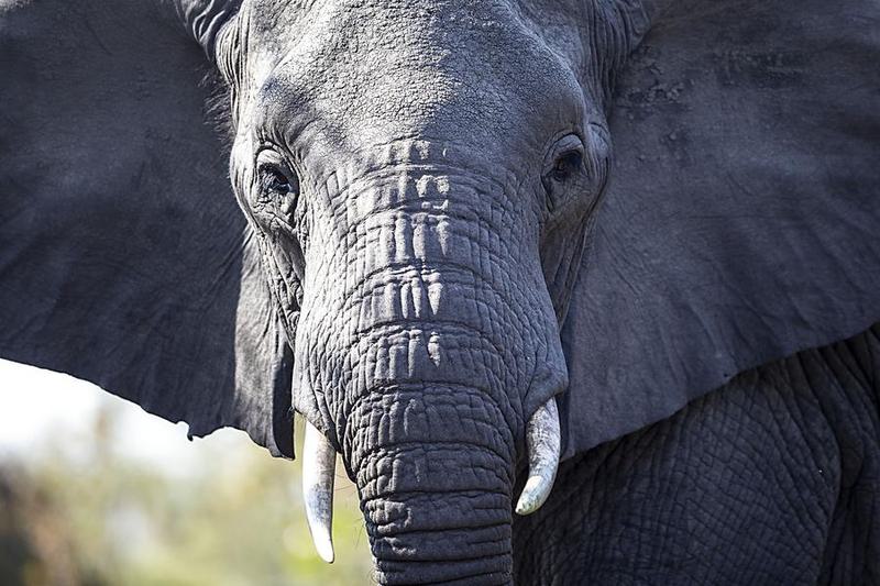 Populasi spesies gajah sabana