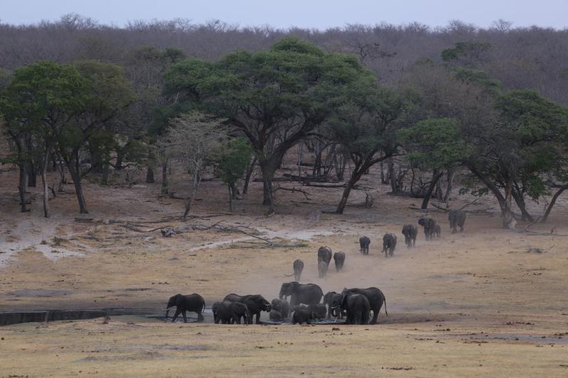 Populasi spesies gajah sabana