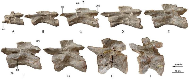 Spesimen fosil dinosaurus