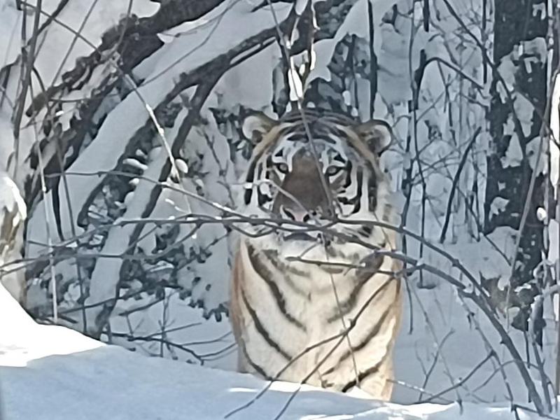 Harimau Siberia liar