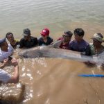 Ikan lele raksasa Mekong