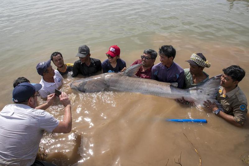 Ikan lele raksasa Mekong