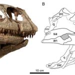 Spesimen fosil dinosaurus