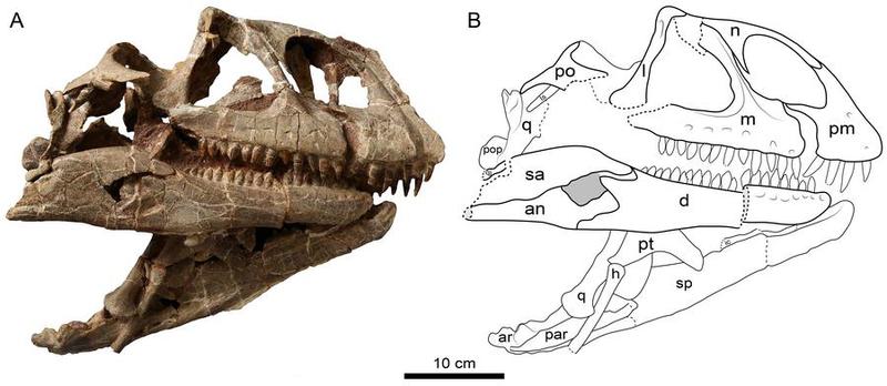 Spesimen fosil dinosaurus