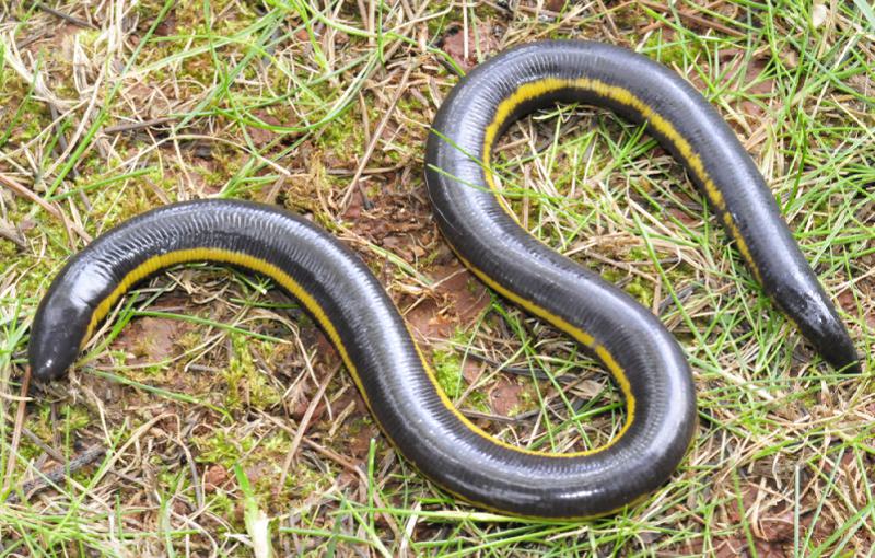 Caecilian tanpa tungkai