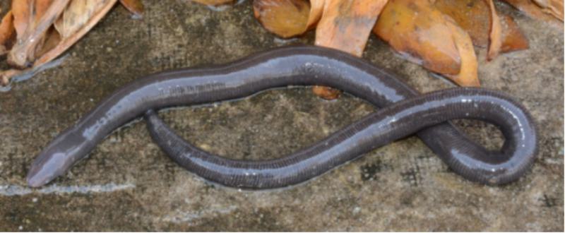 Caecilian tanpa tungkai