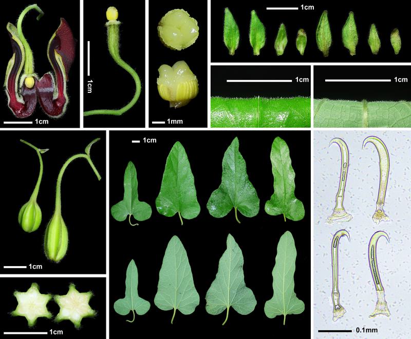 spesies tumbuhan langka Isotrema