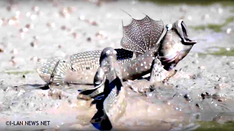 來去淡水紅樹林看「水筆仔」!