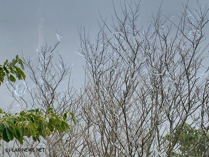 強烈寒流來襲,海拔2000公尺的太平山國家森林遊樂區,今日傍晚5點降到零下2度。