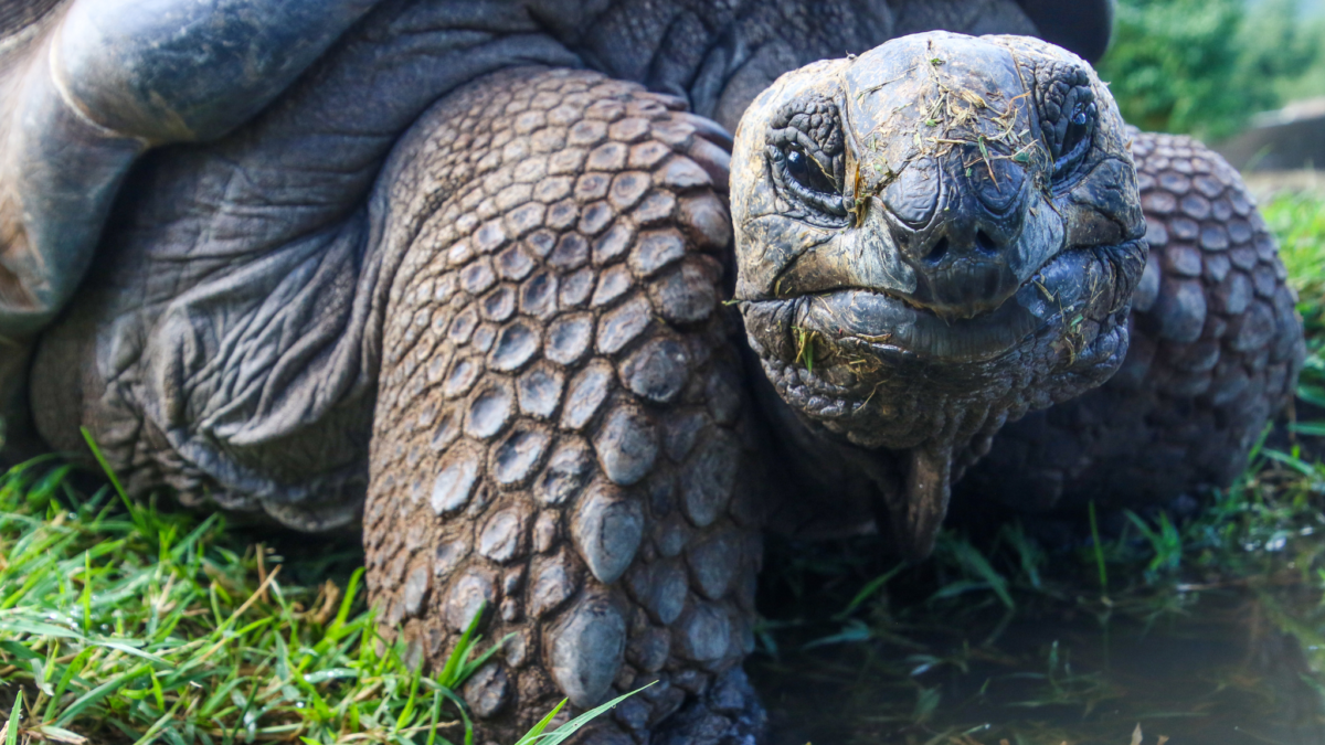 The Galapagos Giant Tortoise.