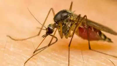 Photograph by The Times Of India | Aedes species mosquito 
