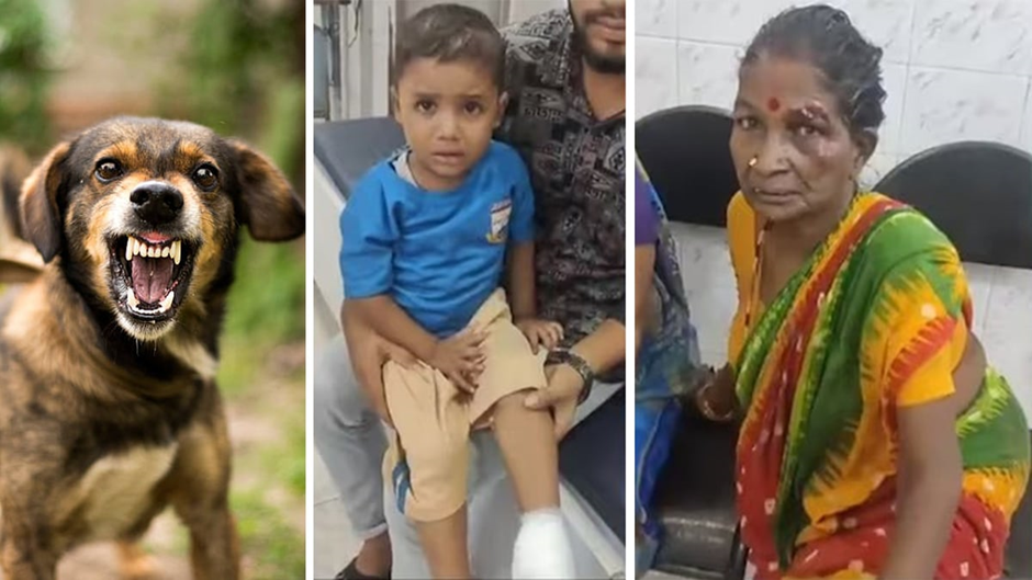 Stray dog bites 29 in Chennai, beaten to death after aggressive spree