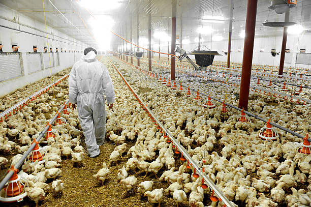 Poultry susceptible to virus according to WHO