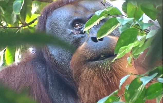 Researchers have found orangutan treating his wound using plant as medicine. 