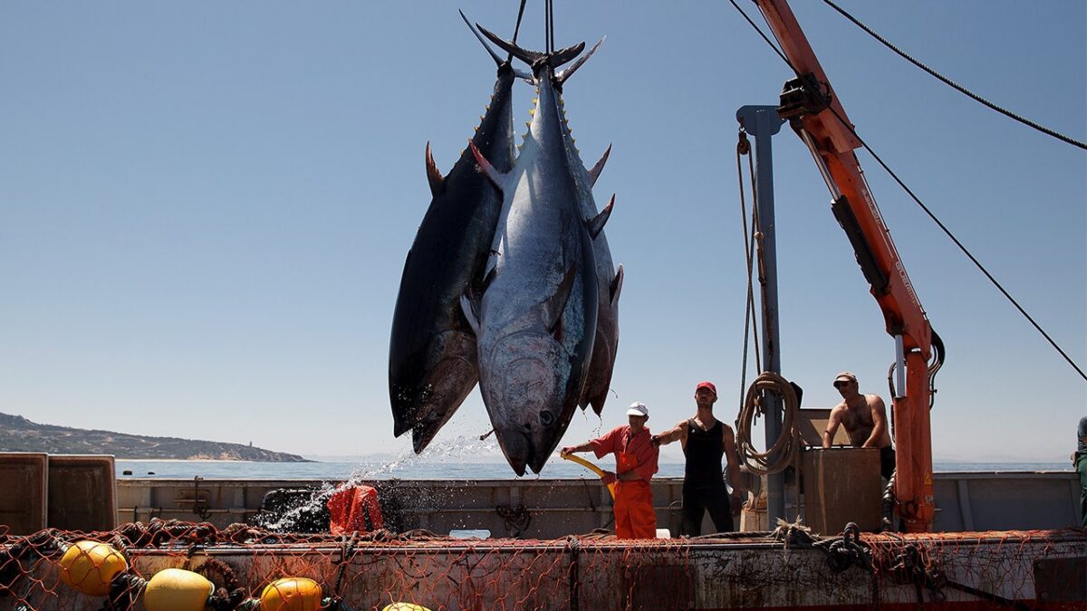 Significance of World Tuna Day 