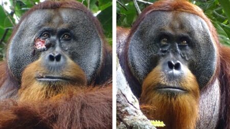 Orangutan in Indonesia found treating his own would be using plant medicine.