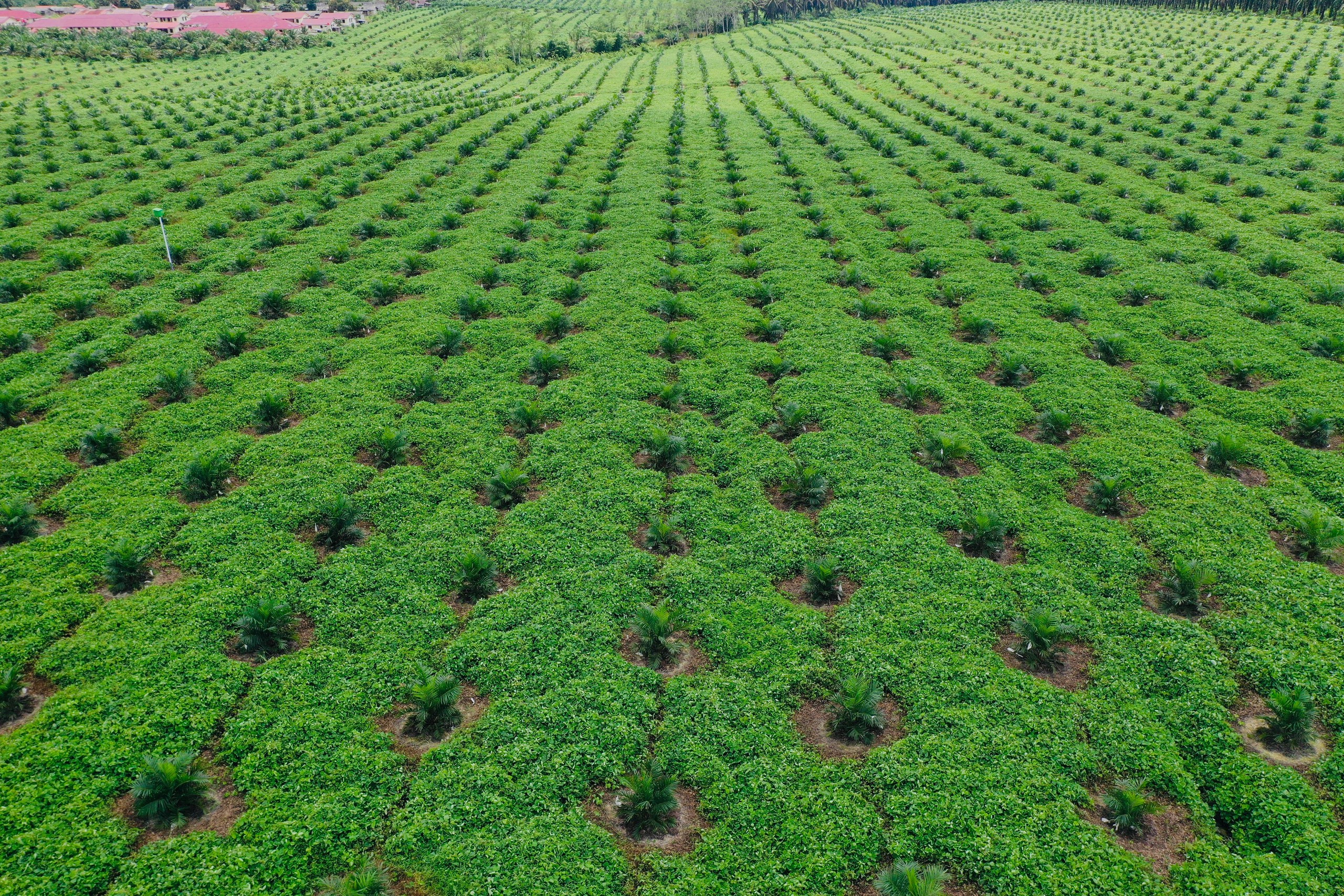 Apakah itu Pekerjaan Proyek Replanting di Perkebunan Sawit? Apa saja Mekanisme dan Detail Pekerjaan. Silahkan di Simak