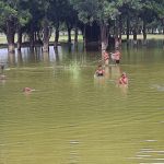 नदी में तैरता युवक डूबा गांव में मचा कोहराम, गोताखोर कर रहे शव की तलाश