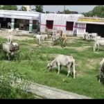 गोशाला का सचः खेती नष्ट होने से गुस्साए ग्रामीणों ने दर्जनों गायों को स्कूल परिसर में किया कैद