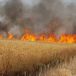 अतरमू नानकार व सेही गांव में आग से दो दर्जन किसानों की 50 बीघा फसल जल कर राख, रो पड़े गरीब किसान